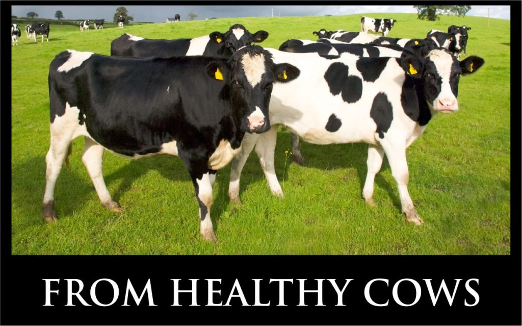 From Healthy Cows