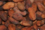 Fèves de cacao