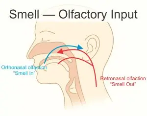 Smell — Olfactory Input